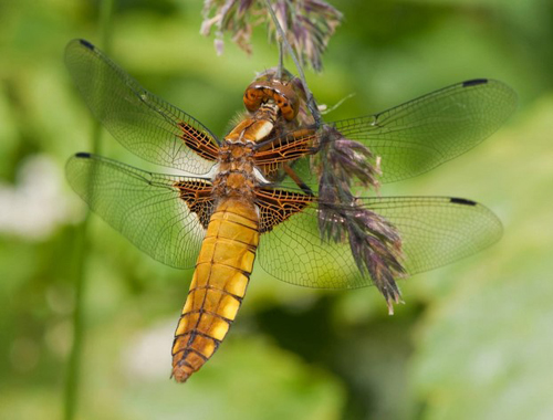 Libellula depressa.